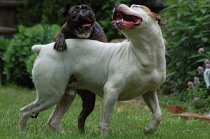 Dogs Playing